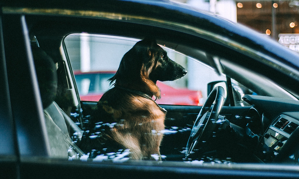 Loi : Peut-on briser la vitre d’une voiture avec un chien abandonné à l’intérieur ?